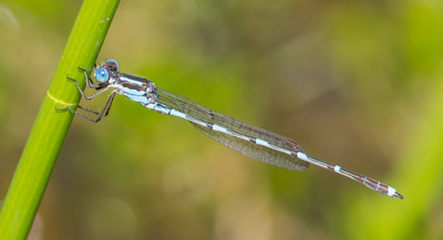 Austrolestes leda